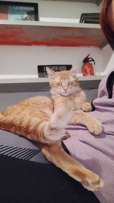 Коте Шефа търси истински дом