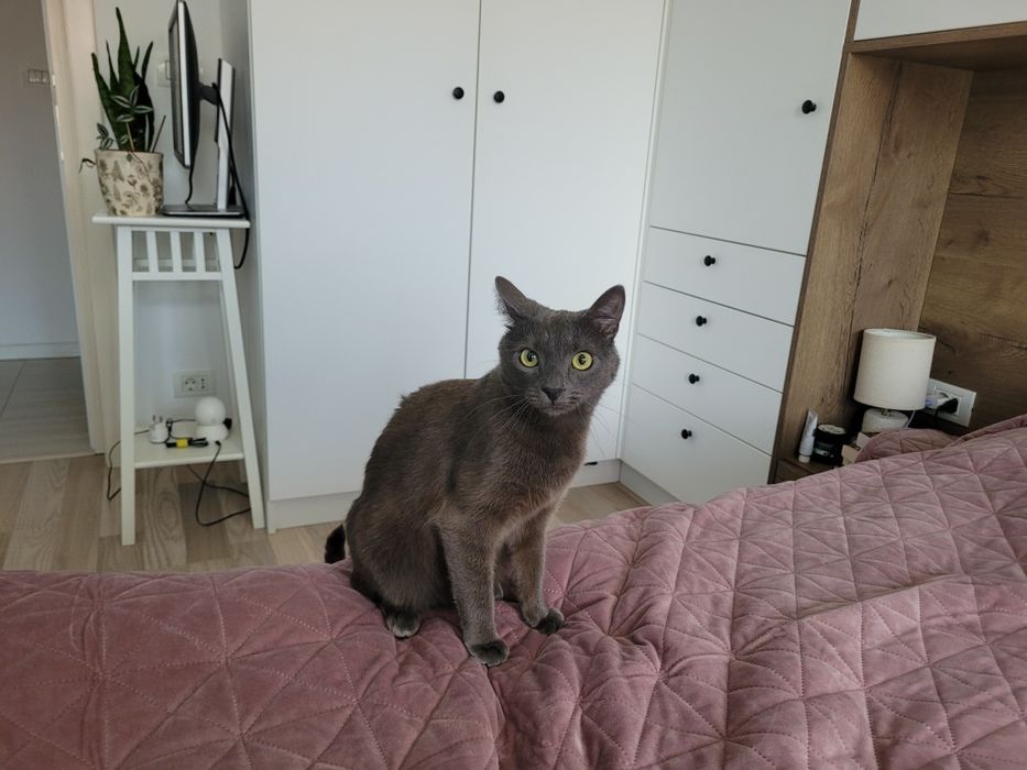 motan spre adoptie