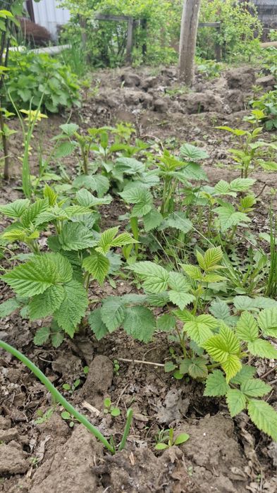 Продам саженца ремонтантной малины