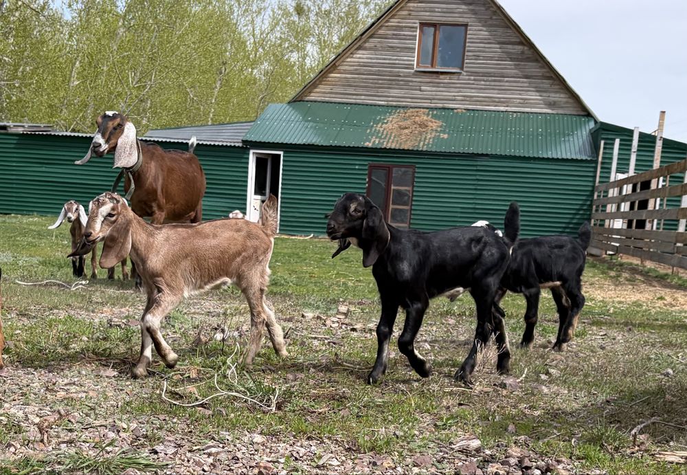 Козлята нубийские