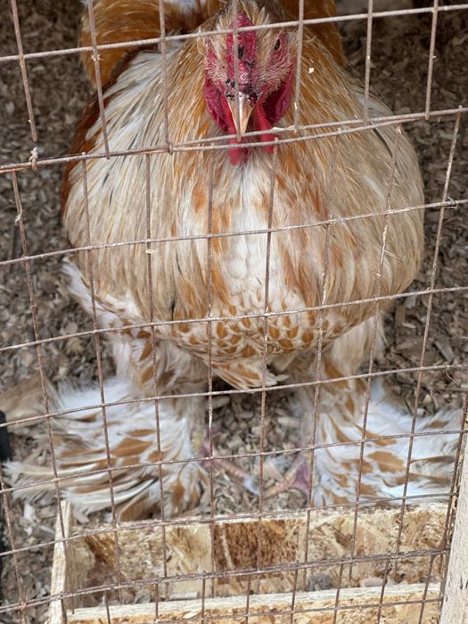 Брама белое золото петух