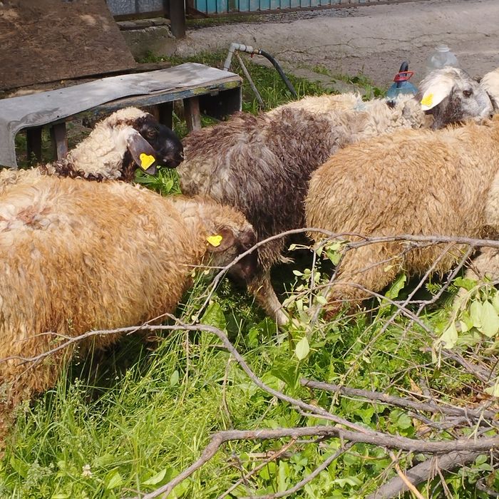 Продам баранов от 35 ,,до 42