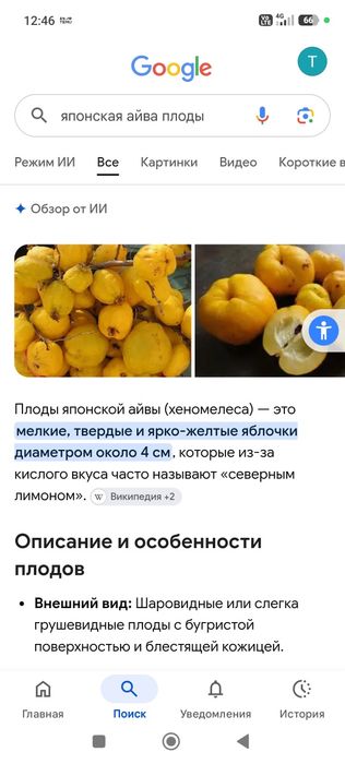 Продам плоды японской айвы из домашнего сада