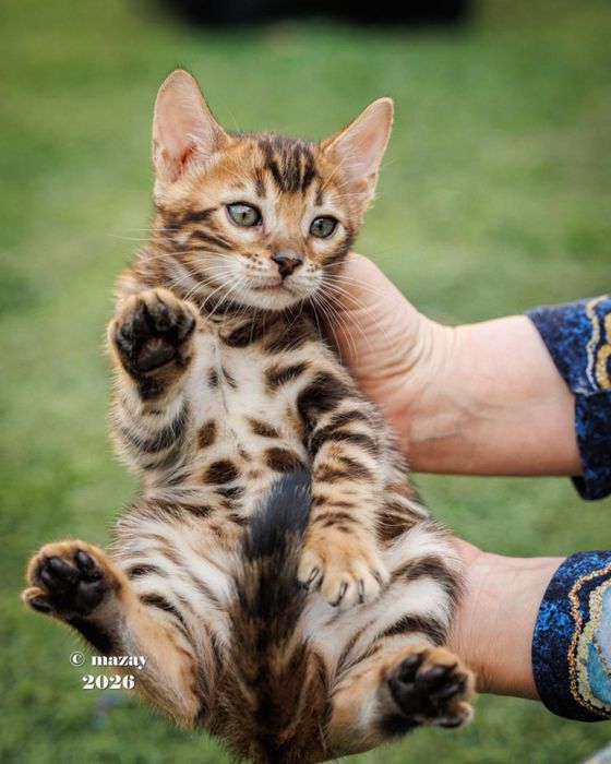 Бенгальские котята