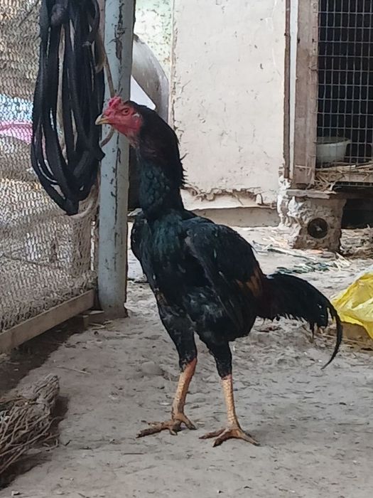 Dakan xo'roz sotiladi