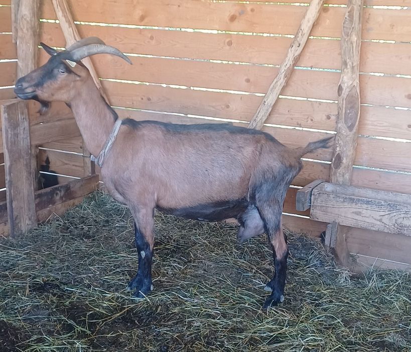 Disponibile 1 țap și două capre alpine franceze !