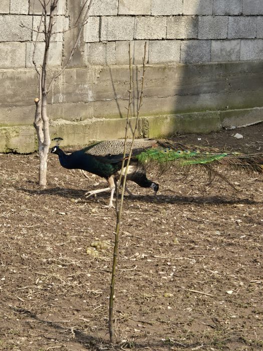 Павлин продаю срочно