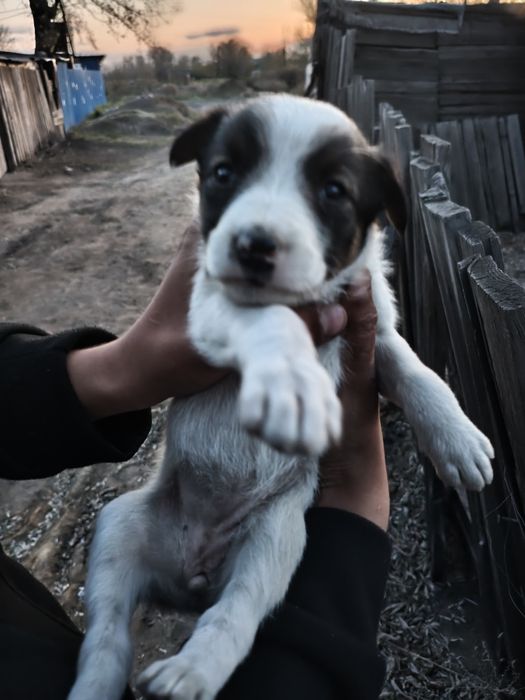 Одаём щенка бесплатно