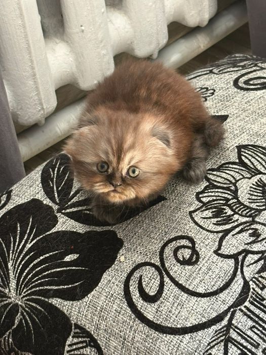 Продам очеровательных котят.