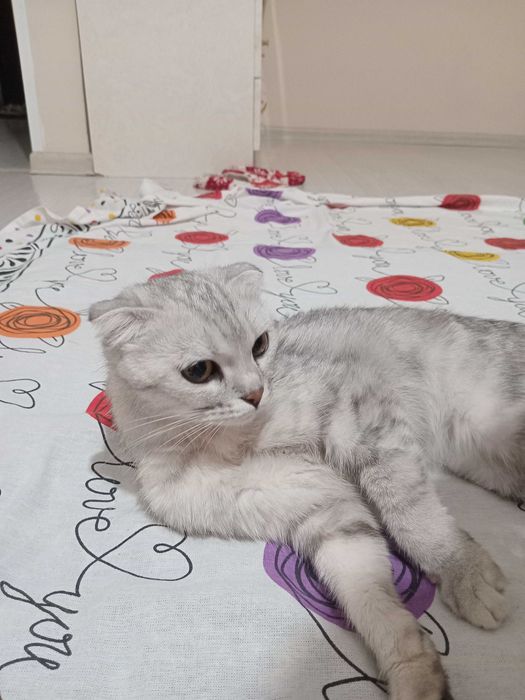 Scottish Fold (Шотландиялық салпаңқұлақ)