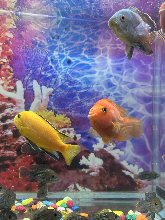 Afrikanski  baligi akvariumni baliq kattaligi 10/15 sm