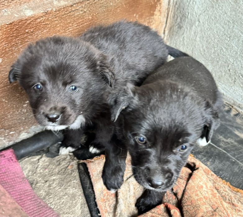Отдам щенят в добрые руки