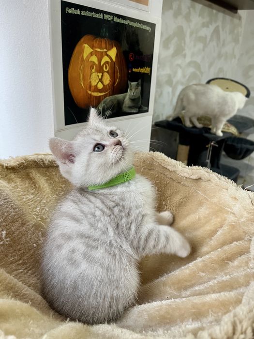 British shorthair white tabby baietel