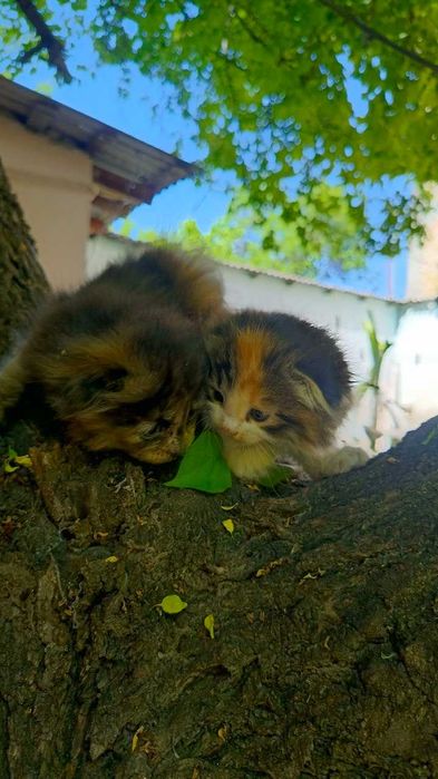 Котята фолд хайленд и страйк очень мягкие класные гипоаллергеные !