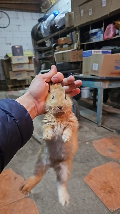 Кролик в аренду для всех