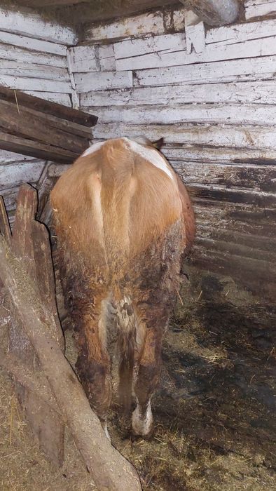 Vițel Bălțata Românească