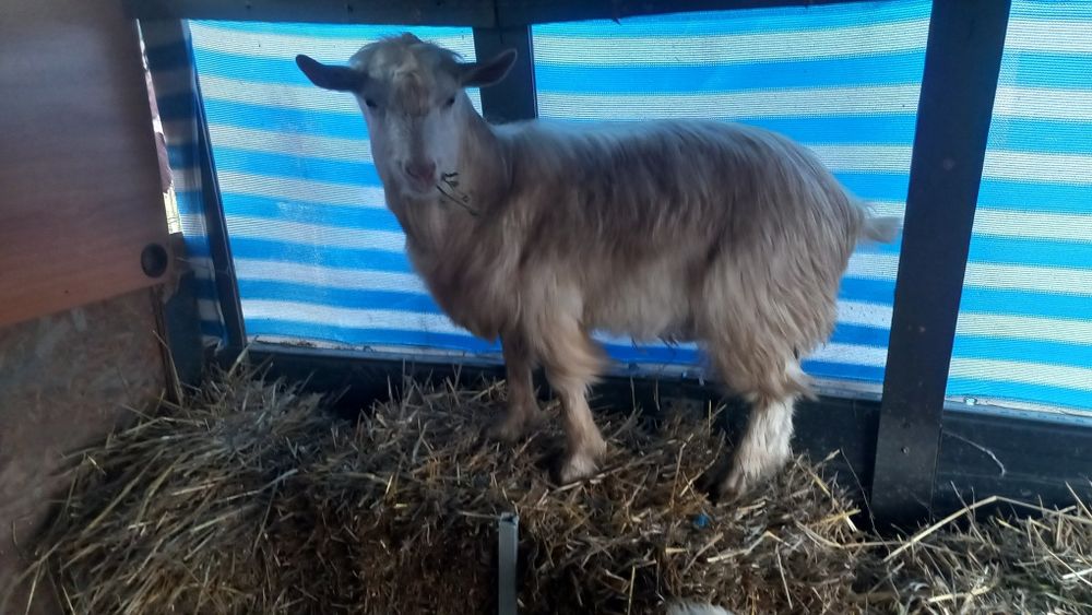 Tap de vanzare  10 luni