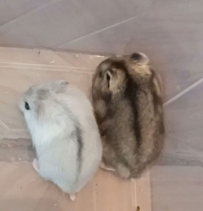 Джунгарские хомяки