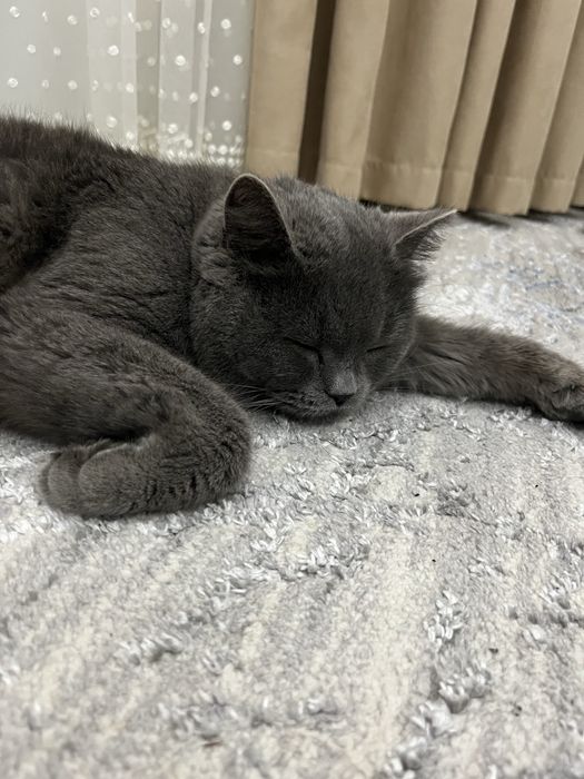 Mushik sotiladi zotli