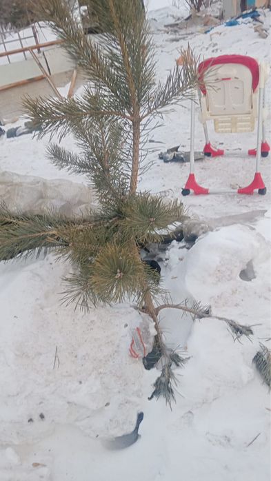 Елка продаем есть большой маленький