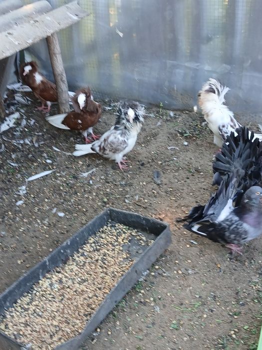 Продам голубей якобины