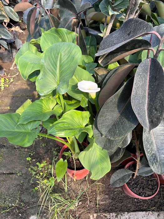 Фикус малочай кала алое гуллари