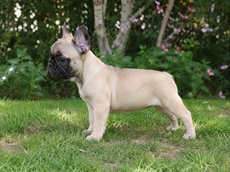 Pui de Bulldog Francez baietel