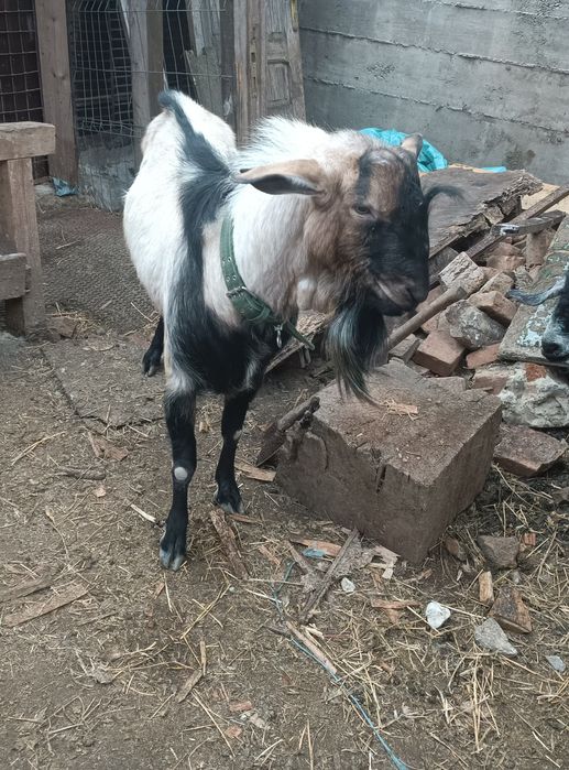 Vând Țap  anglonubian