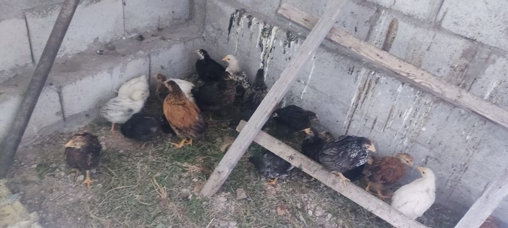 петушки подросшие шустрые продам