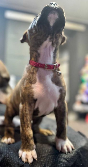 Pui American Staffordshire Terrier (Amstaff)