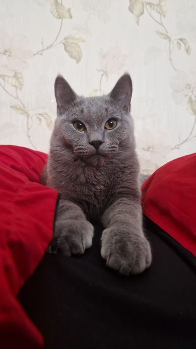 Веслоухий шотландец ищет кошку