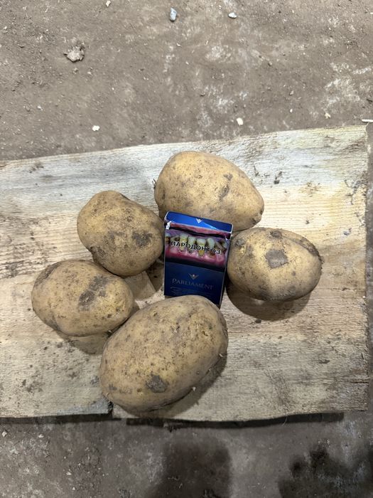 Картофель оптом со склада