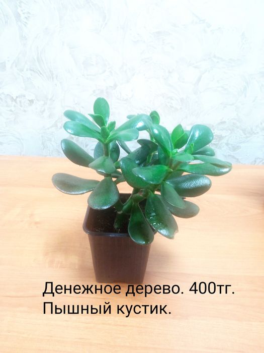 Продам комнатные цветы