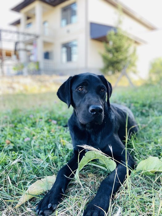 собака лабрадор