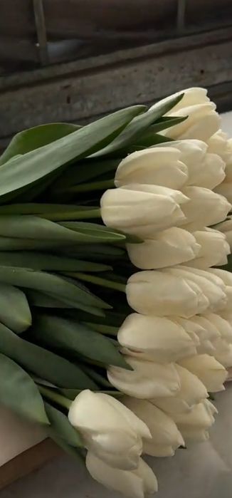 Тюльпаны оптом алматы