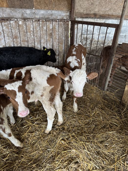 De vanzare taurasi si vitele