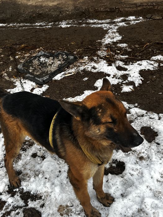 Немецкая овчарка