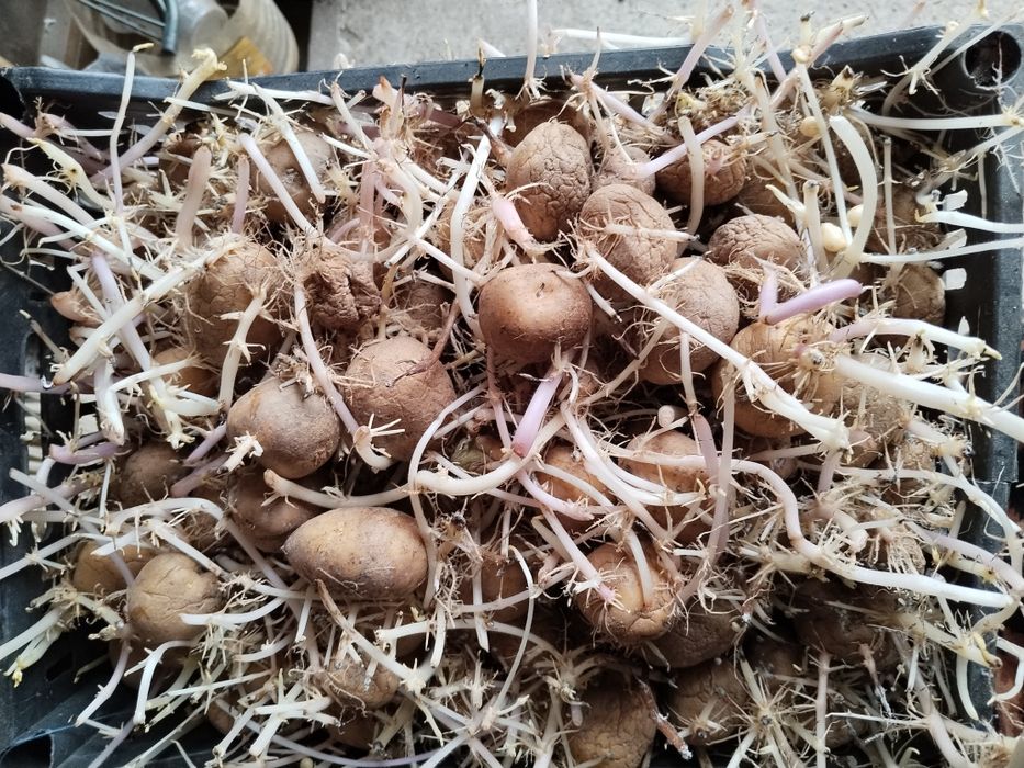 Картофель семенной и на еду