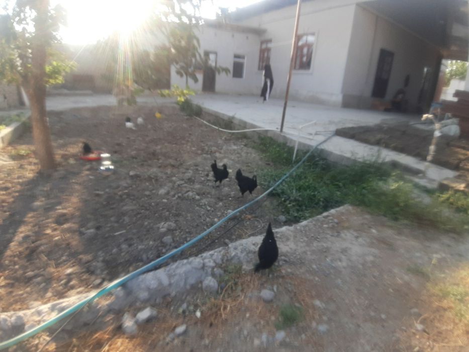 Andijon Qora Tovuqlari sotiladi