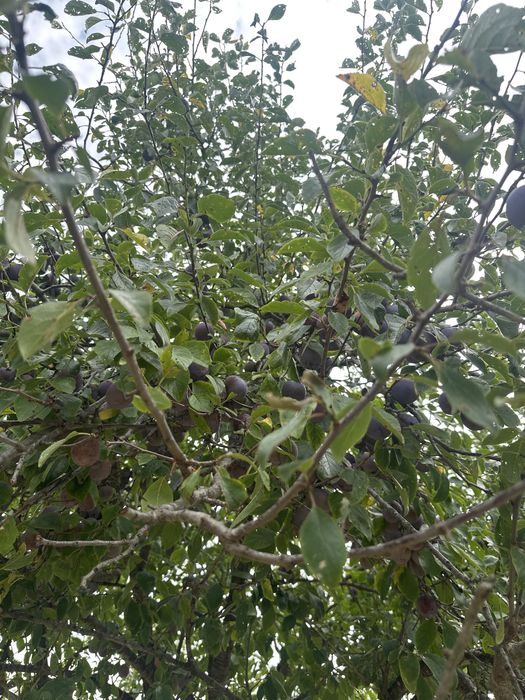 vand prune gata culese