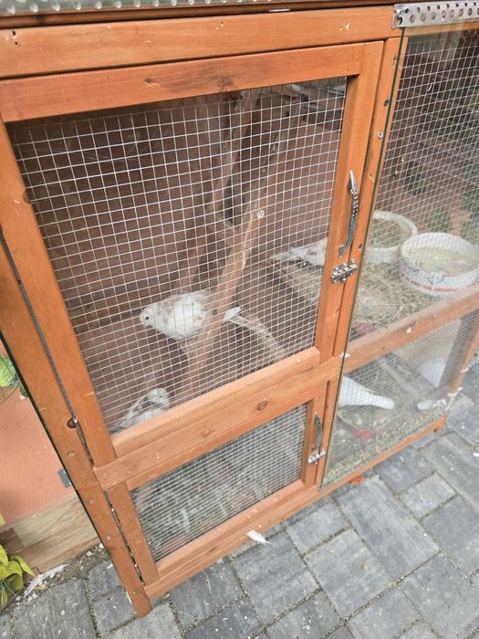 Turturele Razatoare de Vanzare