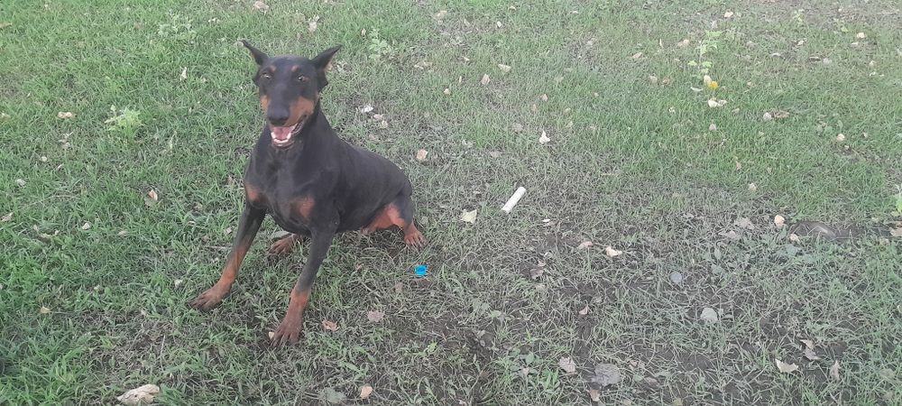 Doberman amerikaniski dog