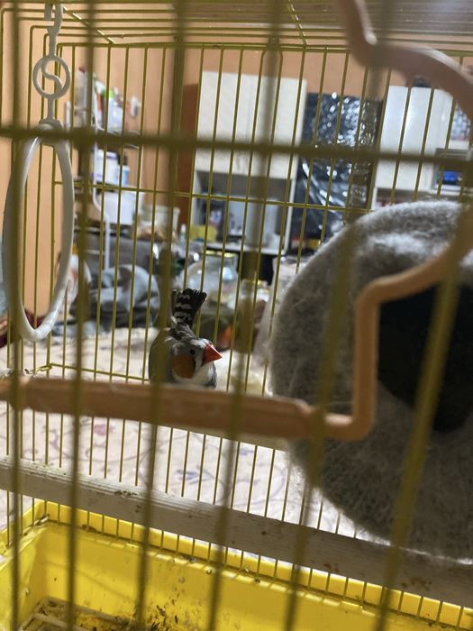 продается амадин самец срочно