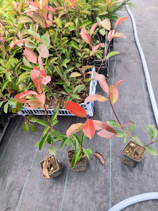 Photinia red robin 40-50cm