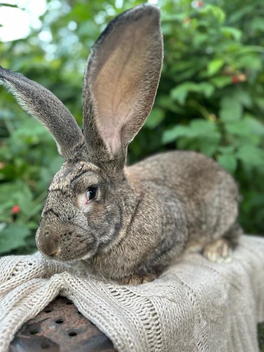 Кролики Фландер ...
