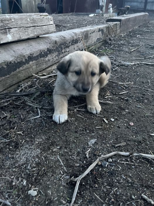 Отдам даром щенков