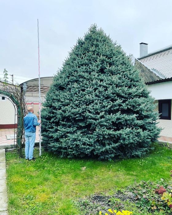 Продам голубые ели хорошего качества.