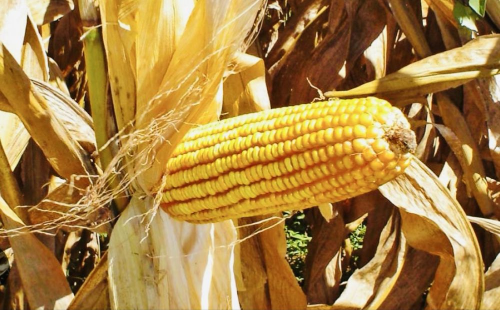 Продажа кукурузы …