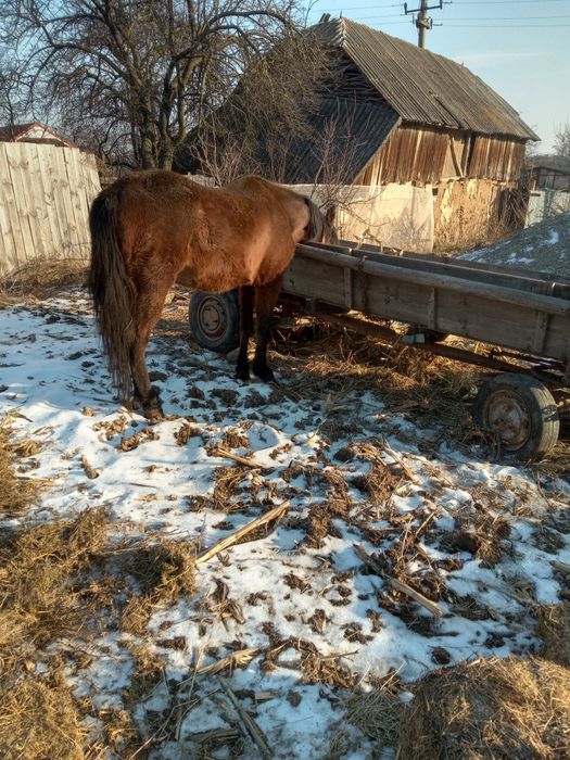 Iapă blândă și cuminte