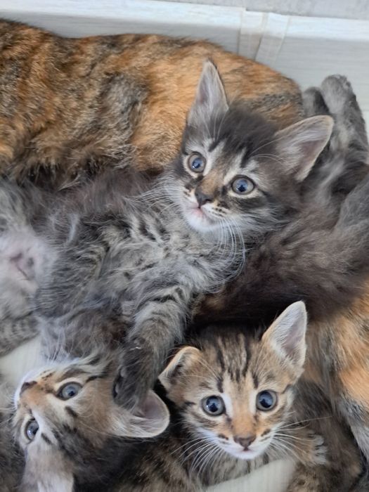 Котята кошки мысык